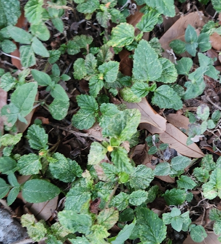Malvastrum coromandelianum observed 2026-10-26