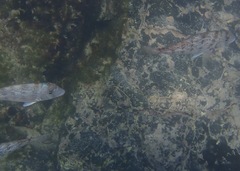 Calamus taurinus