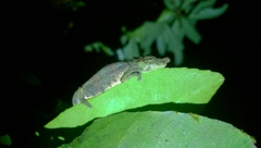 Calumma nasutum