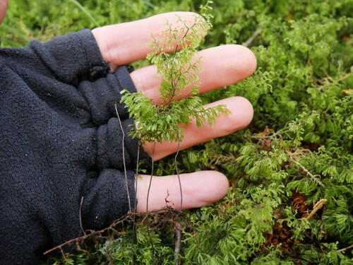 Hymenophyllum multifidum observed 2026-10-24