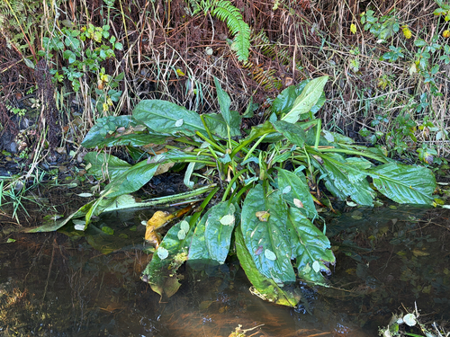 Lysichiton americanus, 2026-10-23