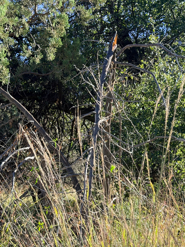 Disakisperma dubium observed 2026-10-26