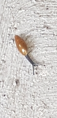 Spiraxidae