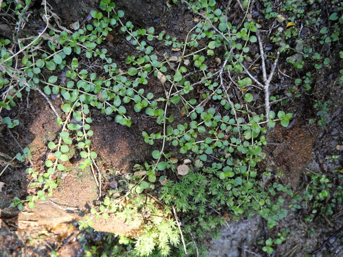 Epilobium pedunculare observed 2026-10-24