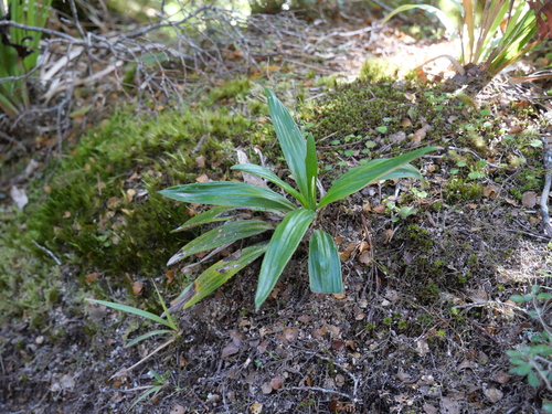 Celmisia spectabilis observed 2026-10-24