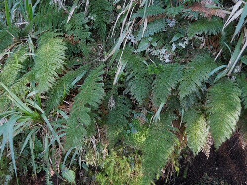 Leptopteris superba observed 2026-10-24