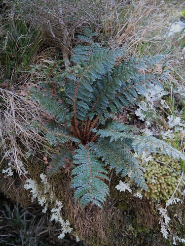 Polystichum vestitum observed 2026-10-24
