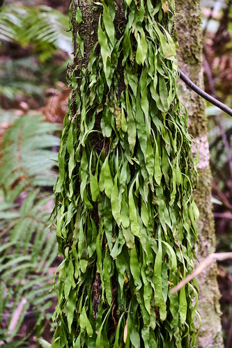 Dictyopteris observed 2026-10-22