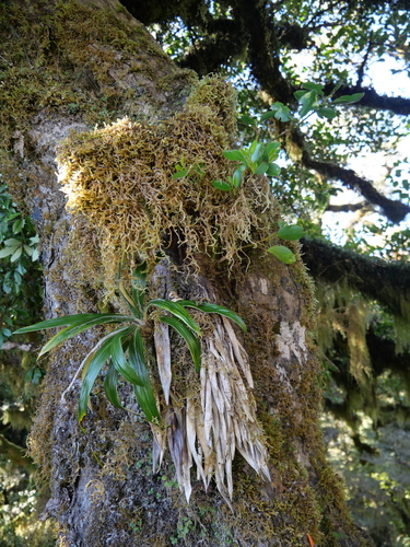 Celmisia spectabilis observed 2026-10-24