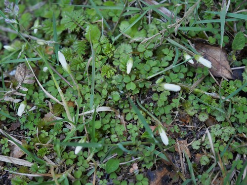 Oxalis magellanica observed 2026-10-24