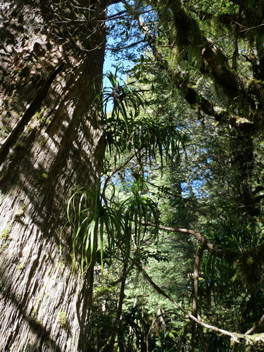 Dracophyllum latifolium observed 2026-10-24