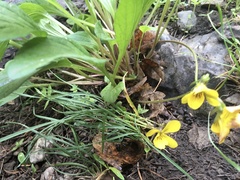 Viola nuttallii