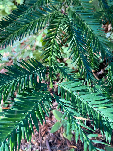 Sequoia sempervirens observed 2026-10-24