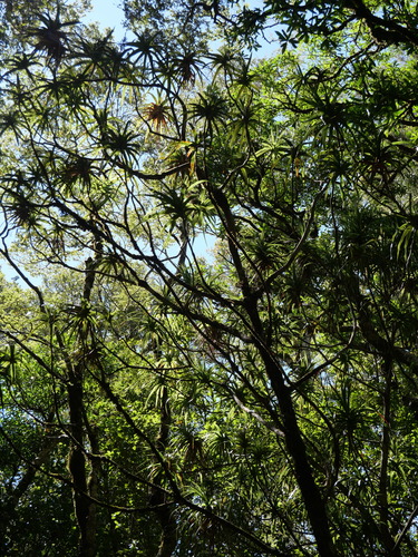 Dracophyllum latifolium observed 2026-10-24