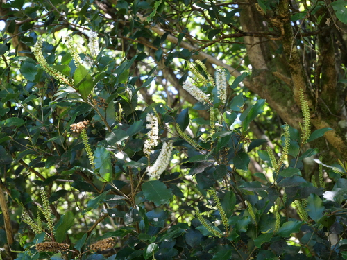 Pterophylla racemosa observed 2026-10-24