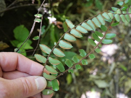 Pellaea rotundifolia observed 2026-10-24