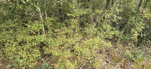 Vaccinium stamineum observed 2026-10-26