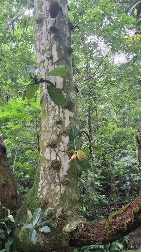 Artocarpus observed 2026-10-23