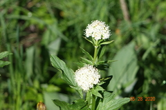 Valeriana occidentalis
