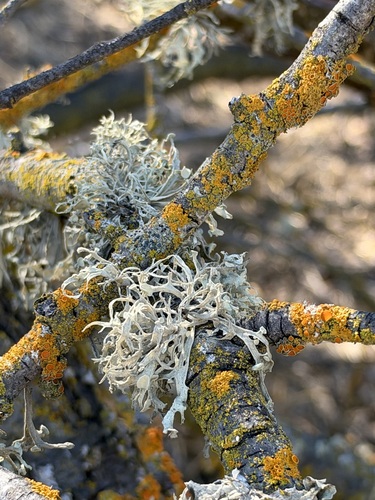 Ramalina observed 2026-10-26
