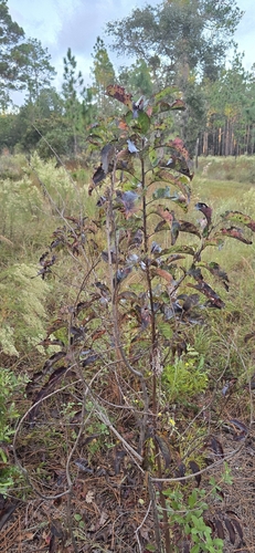 Diospyros observed 2026-10-26