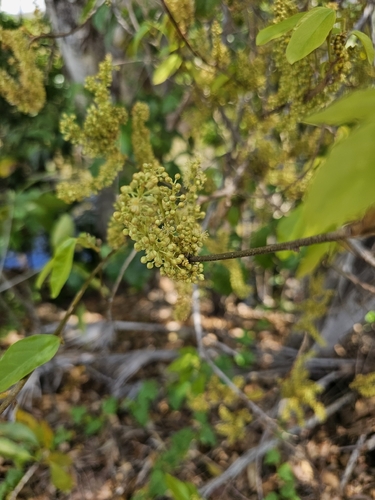 Mallotus philippensis observed 2026-10-27