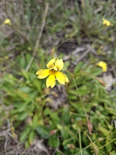 Goodenia paradoxa observed 2026-10-27