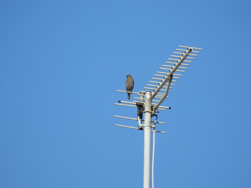 Monticola solitarius, 2026-10-27