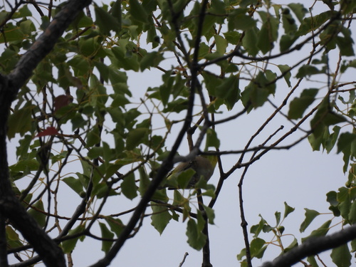 Zosterops japonicus observed 2026-10-27