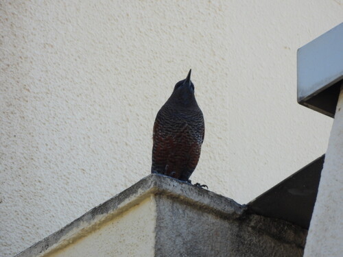 Monticola solitarius, 2026-10-27