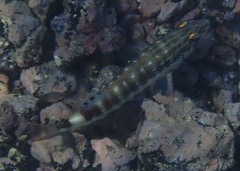 Serranus psittacinus