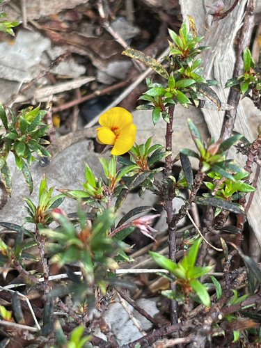 Pultenaea observed 2026-10-27