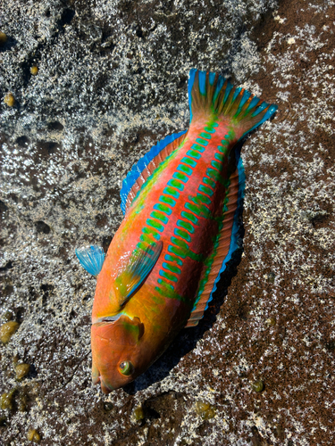 Thalassoma trilobatum, 2026-10-25
