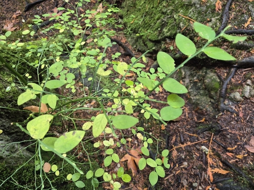 Vaccinium parvifolium, 2026-10-26