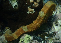 Hippocampus ingens