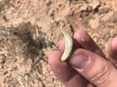 Astragalus mohavensis