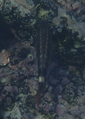 Serranus psittacinus