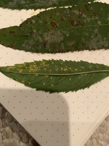 Coleosporium vernoniae, 2026-10-26