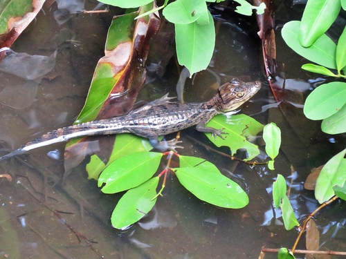 Caiman crocodilus observed 2026-10-25