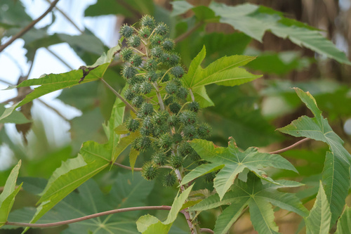 Ricinus communis observed 2026-10-26