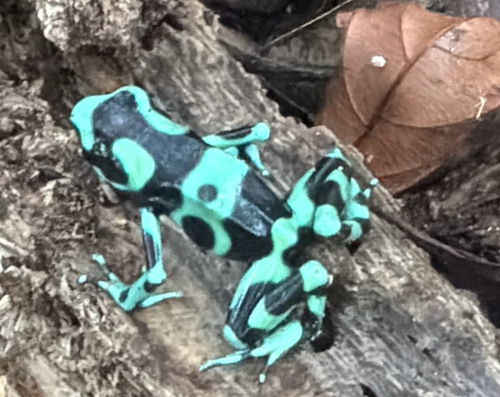 Dendrobates auratus observed 2026-10-24