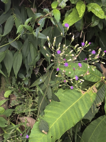 Cyanthillium cinereum observed 2026-10-25