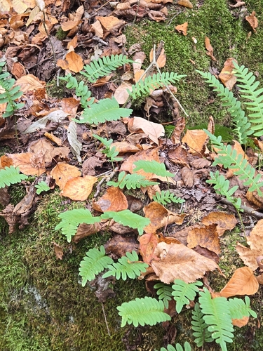 Polypodium virginianum observed 2026-10-25
