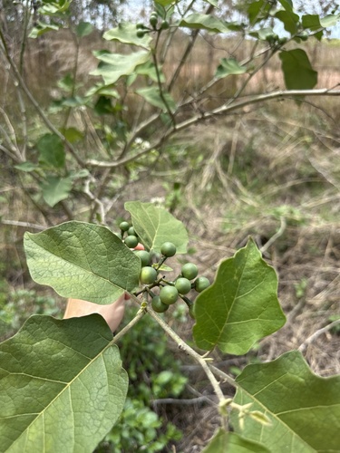 Solanum torvum observed 2026-10-27