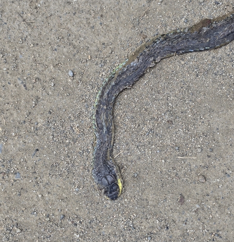 Dendrelaphis observed 2026-10-27