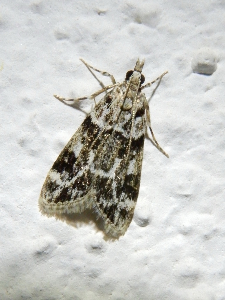 Pied Grey, photo 1 of 10