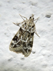 Eudonia delunella