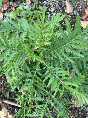 Tanacetum vulgare observed 2026-10-26