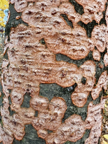 Phlebia radiata, 2026-10-25