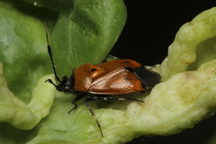 Deraeocoris punctum